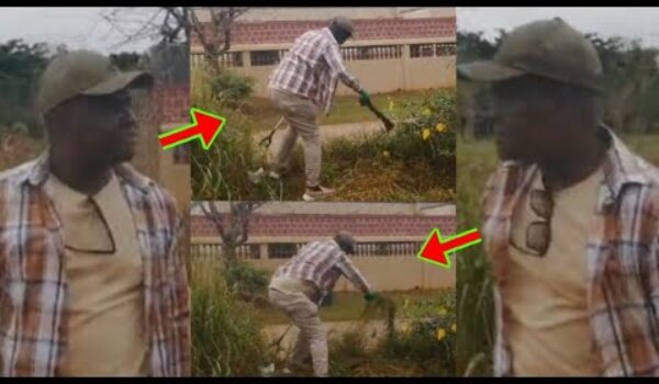 Dormaahene Spotted Weeding Like A Laborer, See Mixed Reactions As Some People L@ughs At Him