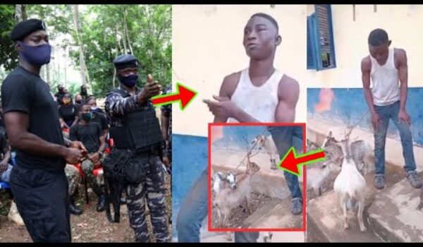 Taxi Driver Steals 3 Goats Into His Taxi But Couldn’t Run Away, See What Happened