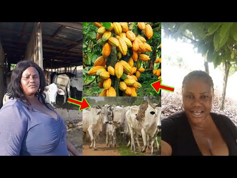 Read more about the article Ghanaian Woman Who Has A Plenty Cows And Cocoa Farms Cries For A Husband Who Will Take Control