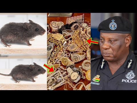 Read more about the article Mouse Steals $20,000 Necklace From A Jewelry Shop, If Not CCTV Shop Owner Wouldn’t Have Believe It