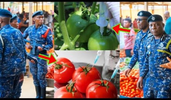 See The Danger0us Chemical Ghana Market Women Are Injecting Into Green Tomatoes To Ripe Within 2mins