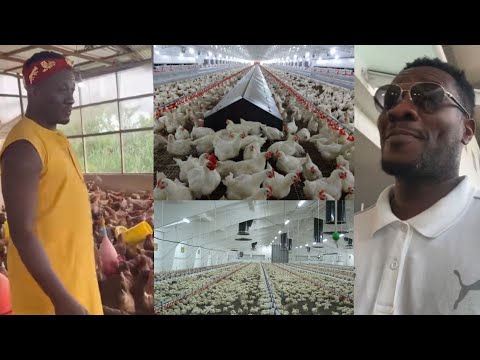 Read more about the article Check Asamoah Gyan Big Poultry Farm