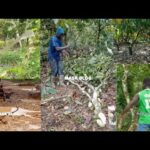 See How Some Cocoa Farmers Are Angrily Cutting Down Their Cocoa Trees Over The New Cocoa Price