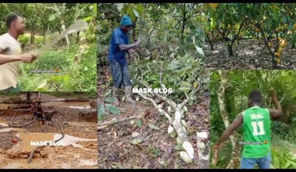 See How Some Cocoa Farmers Are Angrily Cutting Down Their Cocoa Trees Over The New Cocoa Price