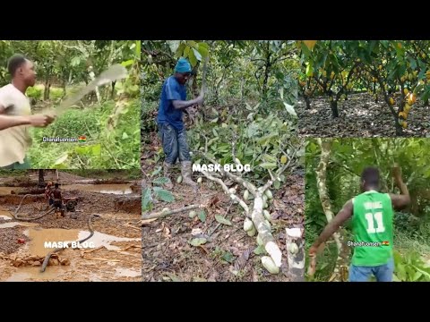 Read more about the article See How Some Cocoa Farmers Are Angrily Cutting Down Their Cocoa Trees Over The New Cocoa Price
