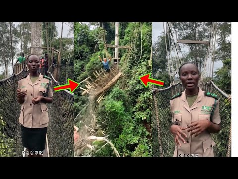 Read more about the article The Kaakum Canopy Walkway Has C0llapsed And K!lled Pe0ple?? One Of Their Workers Breaks Silence