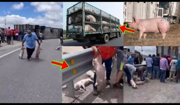 A Trailer Carrying Pigs Overturned; Watch How Those Around Rushed To Grab The Pigs For Themselves