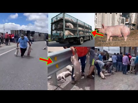 Read more about the article A Trailer Carrying Pigs Overturned; Watch How Those Around Rushed To Grab The Pigs For Themselves