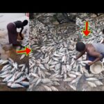 Fishes Rained Down At Ahafo Kenyasi After A Heavy Downpour, The Video Will Sh0ck You