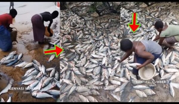 Fishes Rained Down At Ahafo Kenyasi After A Heavy Downpour, The Video Will Sh0ck You