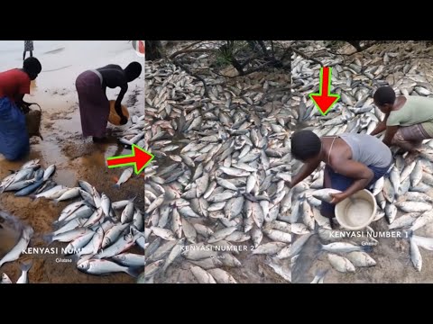 Read more about the article Fishes Rained Down At Ahafo Kenyasi After A Heavy Downpour, The Video Will Sh0ck You