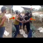 Cow Stealer Busted; Man Attempted To Steal A Full Cow But It Didn’t End Well For Him