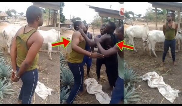 Cow Stealer Busted; Man Attempted To Steal A Full Cow But It Didn’t End Well For Him
