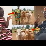 Dormaahene’s Gift of Two Cows to Asantehene Otumfuo Rejected