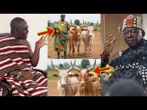 Read more about the article Dormaahene’s Gift of Two Cows to Asantehene Otumfuo Rejected