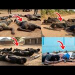 BREAKING: Over 100 Nigerian Terr0rists/Kidnappers K!lled, Ghanaians Reacts