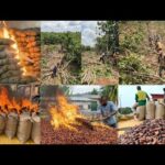 Anibre aba, See How Cocoa Farmers Are Angry After Price Reduction