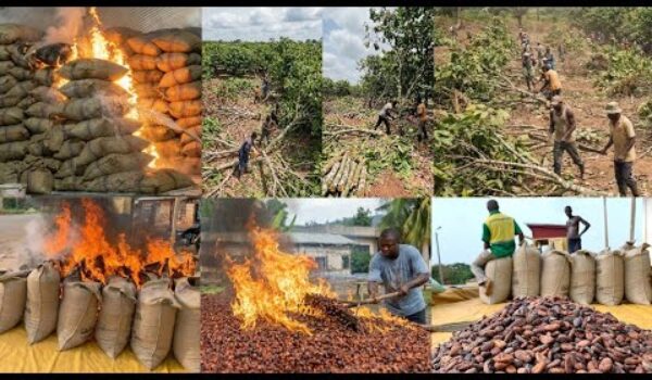 Anibre aba, See How Cocoa Farmers Are Angry After Price Reduction