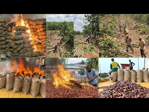 Read more about the article Anibre aba, See How Cocoa Farmers Are Angry After Price Reduction