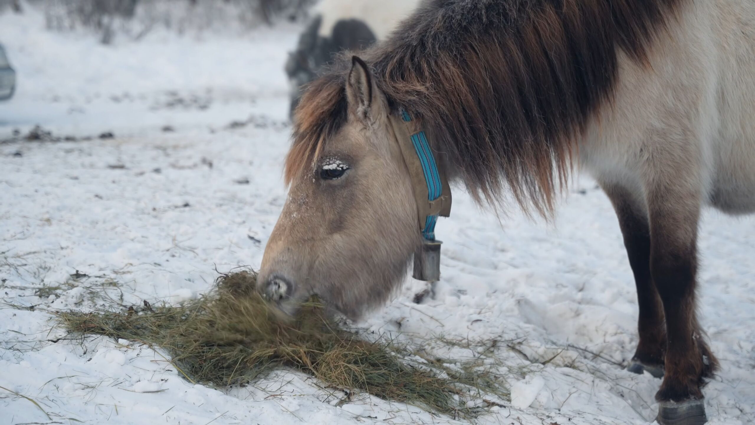 7 days in the coldest place on earth! 71°c, 96°f (2160p) thumbnail 1