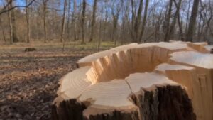 Hidden Tree Stump Shelter — 6 Minute Build Fast Version 1080p Thumb1 300x169