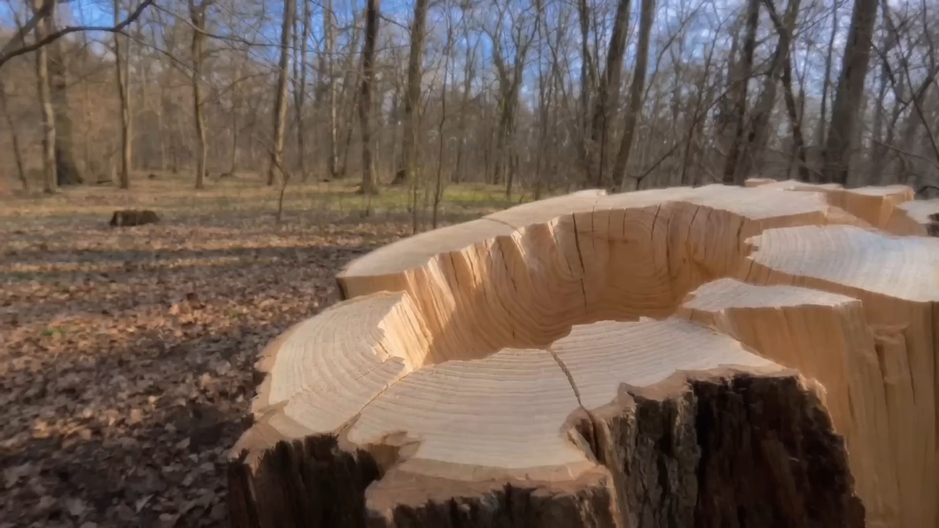 hidden tree stump shelter — 6 minute build fast version (1080p) thumbnail 1