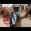 published on youtube: oteele att£mpts to ki|| himself over his le@ked azigi, watch what happened as he got saved